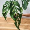 MATURE! Monstera Obliqua Salitre (Actual Plant First Pics)