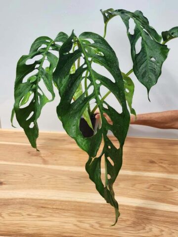 MATURE! Monstera Obliqua Salitre (Actual Plant First Pics)