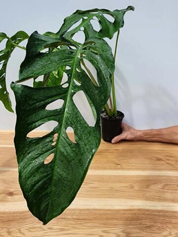 Alternative view of MATURE! Monstera Obliqua Salitre (Actual Plant First Pics)