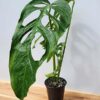 MATURE! Monstera Obliqua Salitre (Actual Plant First Pics)