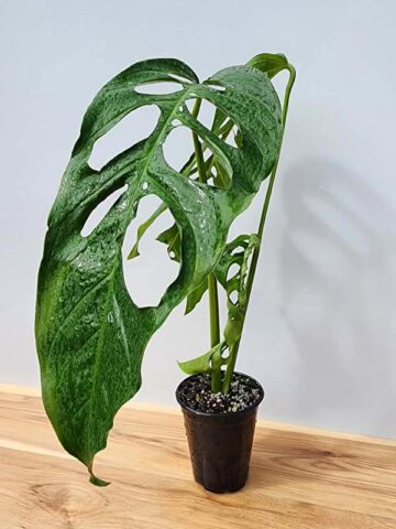 MATURE! Monstera Obliqua Salitre (Actual Plant First Pics)