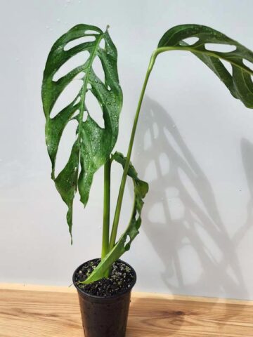 Alternative view of MATURE! Monstera Obliqua Salitre (Actual Plant First Pics)