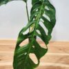 MATURE! Monstera Obliqua Salitre (Actual Plant First Pics)
