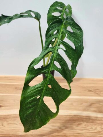 MATURE! Monstera Obliqua Salitre (Actual Plant First Pics)