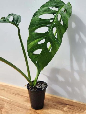 Alternative view of MATURE! Monstera Obliqua Salitre (Actual Plant First Pics)