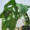 MATURE! Monstera Obliqua Salitre (Actual Plant First Pics)