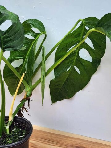 Alternative view of MATURE! Monstera Obliqua Salitre (Actual Plant First Pics)