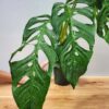 Mature Monstera Obliqua Tarapoa  (Actual Plant First Pics)