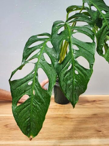 Mature Monstera Obliqua Tarapoa  (Actual Plant First Pics)