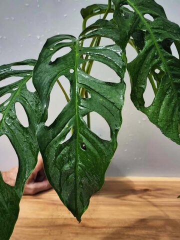 Alternative view of Mature Monstera Obliqua Tarapoa  (Actual Plant First Pics)