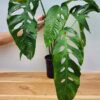 Mature Monstera Obliqua Tarapoa  (Actual Plant First Pics)