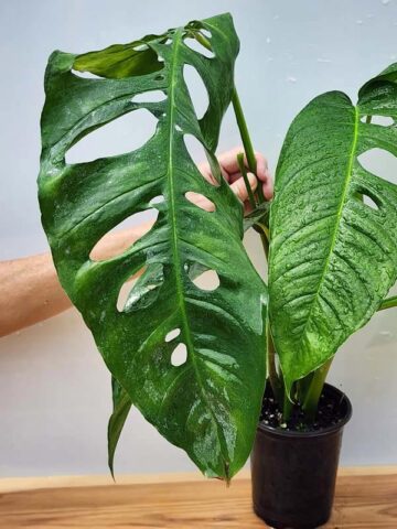 Alternative view of Mature Monstera Obliqua Tarapoa  (Actual Plant First Pics)