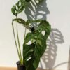 Mature Monstera Obliqua Tarapoa  (Actual Plant First Pics)