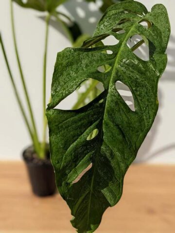 Alternative view of Mature Monstera Obliqua Tarapoa  (Actual Plant First Pics)