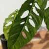 Mature Monstera Obliqua Tarapoa  (Actual Plant First Pics)