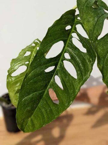 Mature Monstera Obliqua Tarapoa  (Actual Plant First Pics)
