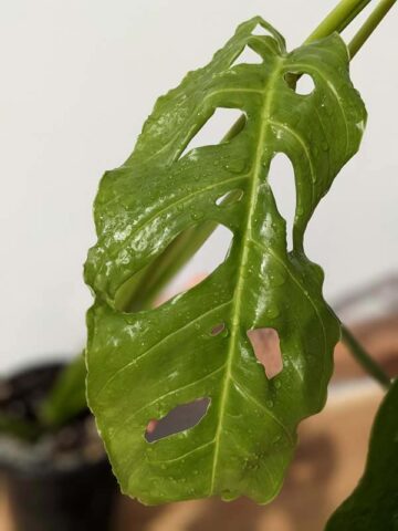 Alternative view of Mature Monstera Obliqua Tarapoa  (Actual Plant First Pics)