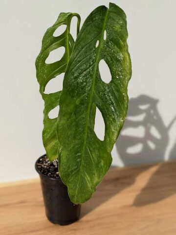Alternative view of Mature Monstera Obliqua Tarapoa  (Actual Plant First Pics)