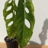 Mature Monstera Obliqua Tarapoa  (Actual Plant First Pics)