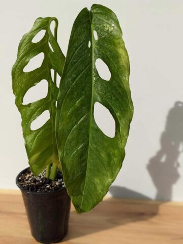 Mature Monstera Obliqua Tarapoa  (Actual Plant First Pics)