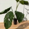VERY RARE Monstera Praetermissa in 4" Round Pot (Actual Plant First Pics)