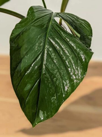 Alternative view of VERY RARE Monstera Praetermissa in 4" Round Pot (Actual Plant First Pics)