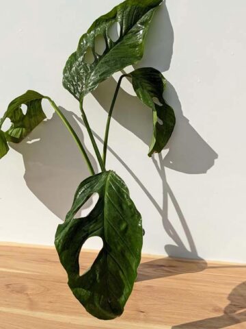 VERY RARE Monstera Praetermissa in 4" Round Pot (Actual Plant First Pics)