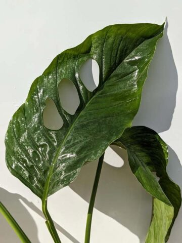 Alternative view of VERY RARE Monstera Praetermissa in 4" Round Pot (Actual Plant First Pics)