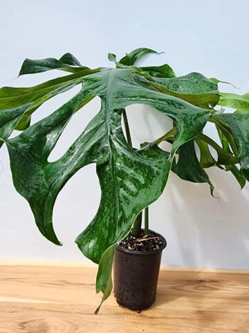Alternative view of Very Rare, Monstera Punctulata in 4" Round (Actual Plant First Pics)