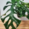 Very Rare, Monstera Punctulata in 4" Round (Actual Plant First Pics)