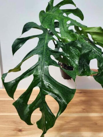 Very Rare, Monstera Punctulata in 4" Round (Actual Plant First Pics)