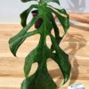 Very Rare, Monstera Punctulata in 4" Round (Actual Plant First Pics)