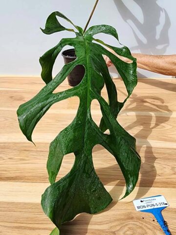 Very Rare, Monstera Punctulata in 4" Round (Actual Plant First Pics)