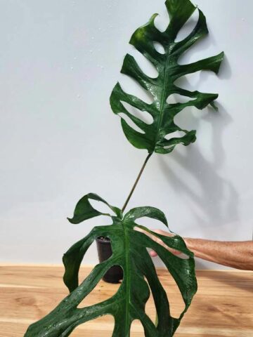 Alternative view of Very Rare, Monstera Punctulata in 4" Round (Actual Plant First Pics)