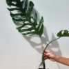 Very Rare, Monstera Punctulata in 4" Round (Actual Plant First Pics)