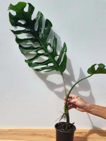 Very Rare, Monstera Punctulata in 4" Round (Actual Plant First Pics)