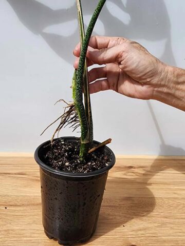 Alternative view of Very Rare, Monstera Punctulata in 4" Round (Actual Plant First Pics)