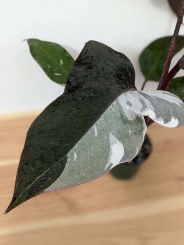 BIG Philodendron Anderson Red Variegata (Actual Plant)