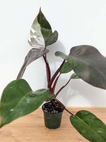 Alternative view of BIG Philodendron Anderson Red Variegata (Actual Plant)
