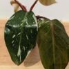BIG Philodendron Anderson Red Variegata (Actual Plant)