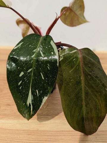 BIG Philodendron Anderson Red Variegata (Actual Plant)