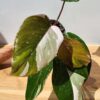 BIG Philodendron Anderson Red Variegata (Actual Plant)