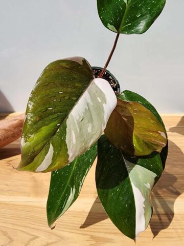 BIG Philodendron Anderson Red Variegata (Actual Plant)
