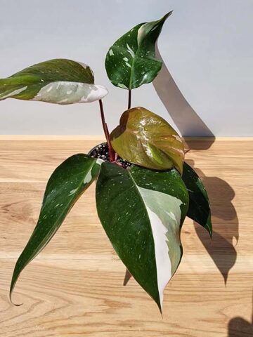 Alternative view of BIG Philodendron Anderson Red Variegata (Actual Plant)