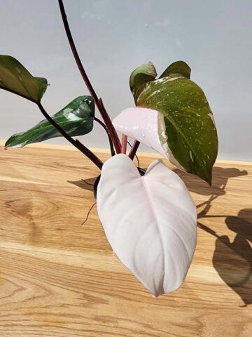 BIG Philodendron Anderson Red Variegata (Actual Plant)