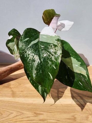 Alternative view of BIG Philodendron Anderson Red Variegata (Actual Plant)
