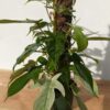 Lg Philodendron Florida Ghost SUPER WHITE Plant in 4" pot (Actual Plant First Photos)