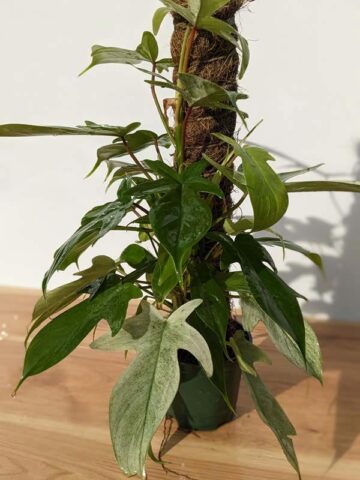 Lg Philodendron Florida Ghost SUPER WHITE Plant in 4" pot (Actual Plant First Photos)