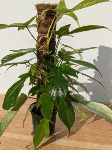 Alternative view of Lg Philodendron Florida Ghost SUPER WHITE Plant in 4" pot (Actual Plant First Photos)