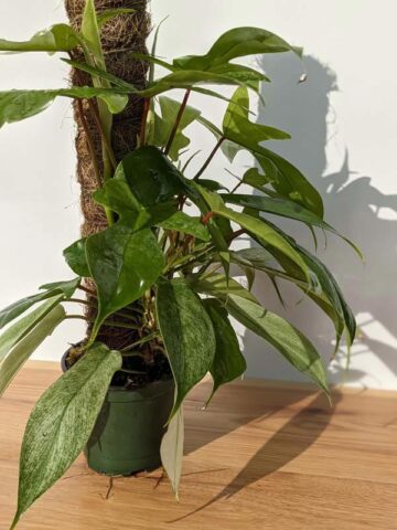 Lg Philodendron Florida Ghost SUPER WHITE Plant in 4" pot (Actual Plant First Photos)